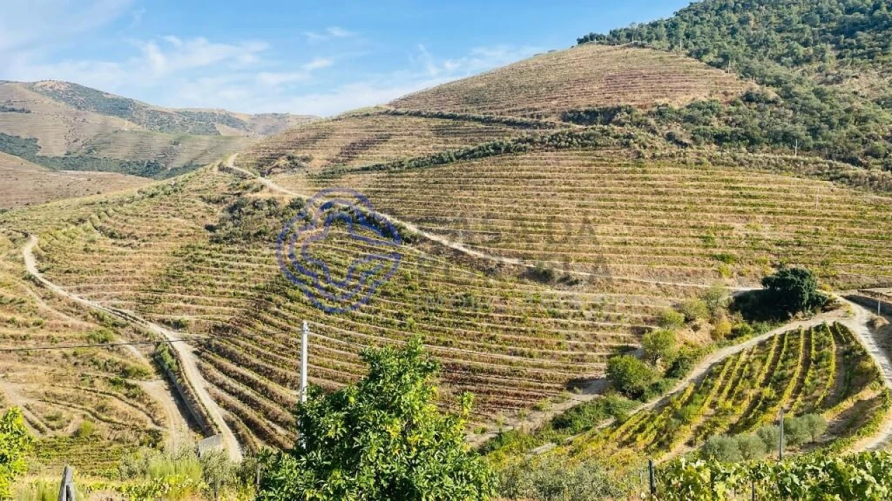 Quinta para Venda em Ervedosa do Douro Foto 1