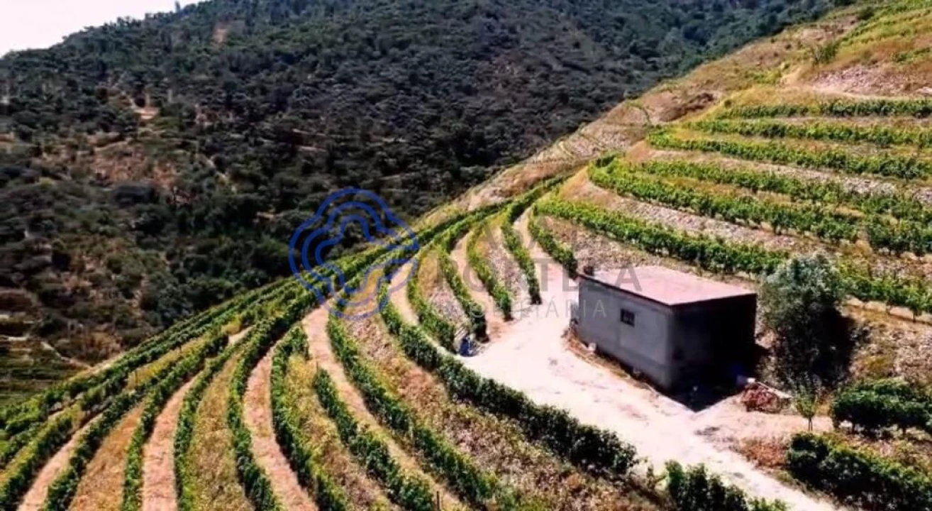 Quinta T2 para Venda em Ervedosa do Douro Foto 17