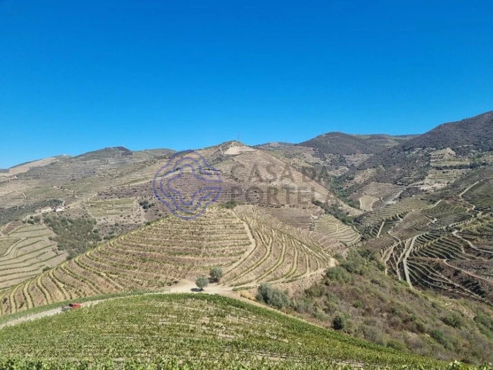 Quinta para Venda em Ervedosa do Douro Foto 5