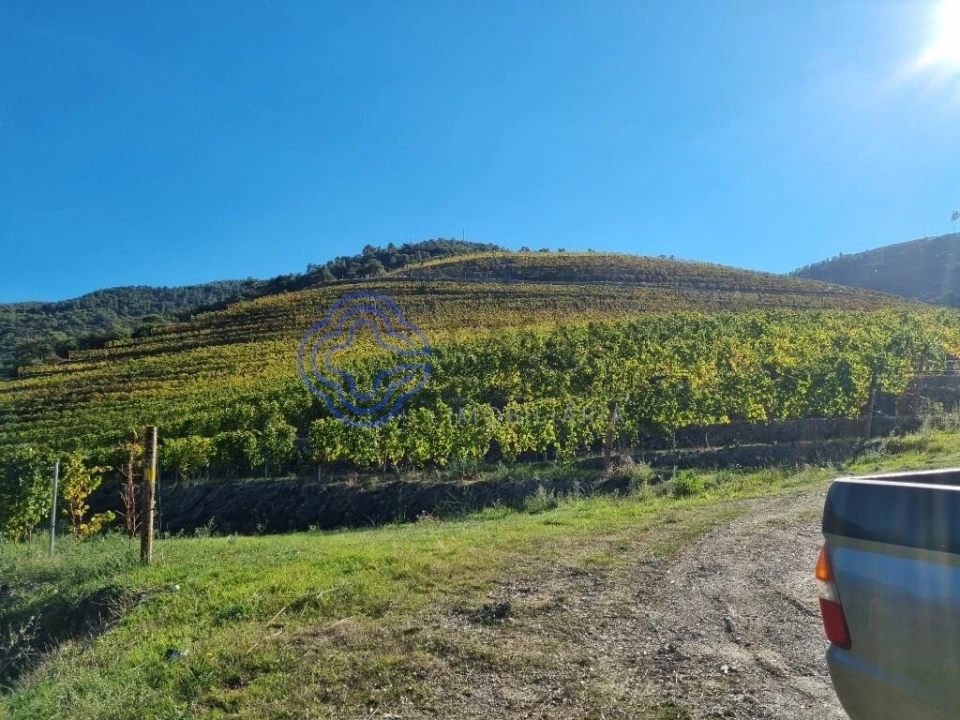 Quinta para Venda em Ervedosa do Douro Foto 7