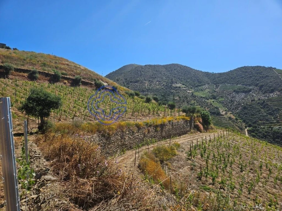 Quinta para Venda em Ervedosa do Douro Foto 8