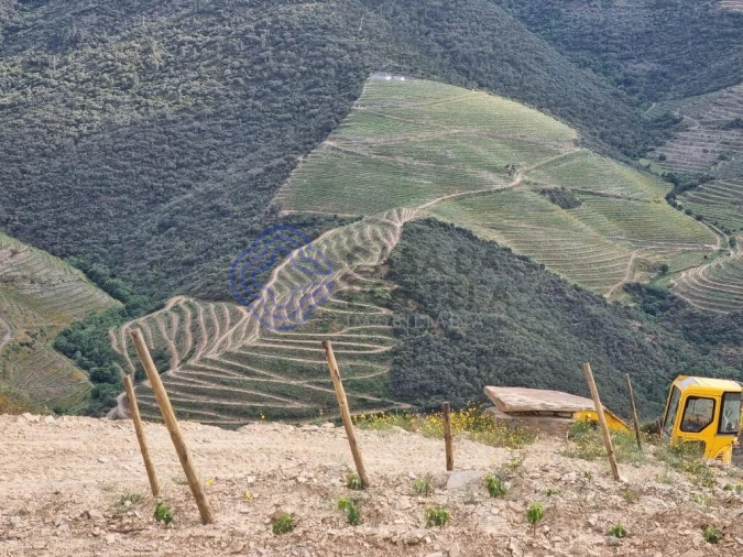 Quinta para Venda em Ervedosa do Douro Foto 6