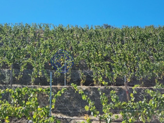 Quinta para Venda em Ervedosa do Douro Foto 9