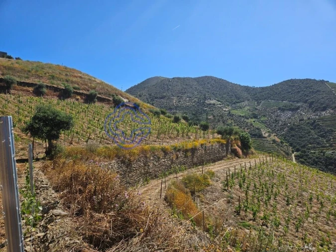 Quinta para Venda em Ervedosa do Douro Foto 8