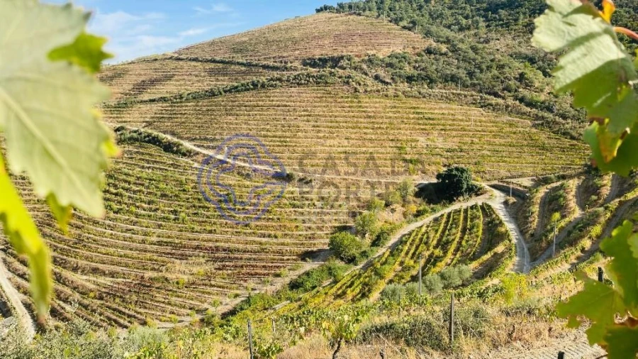 Quinta para Venda em Ervedosa do Douro Foto 3