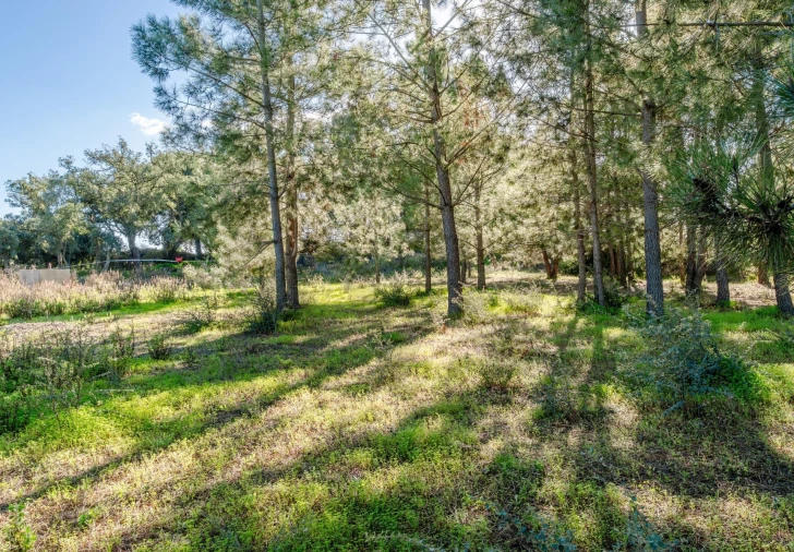 Terreno para Venda em Santo Antonio da Charneca Foto 10