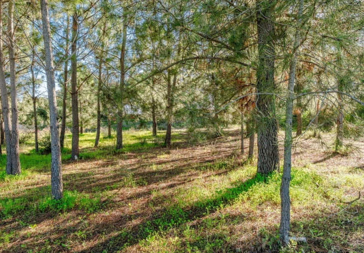 Terreno para Venda em Santo Antonio da Charneca Foto 11