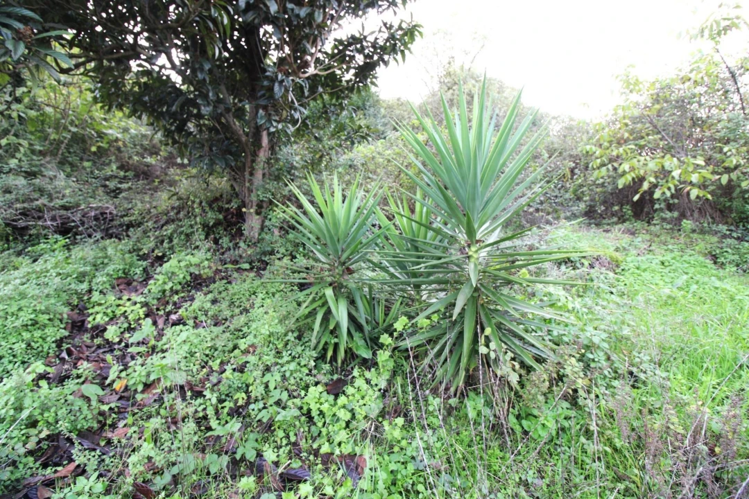 Moradia para Venda em Santo Quintino Foto 20