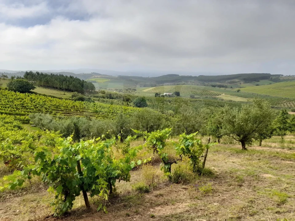 Terreno para Venda em Peral Foto 3