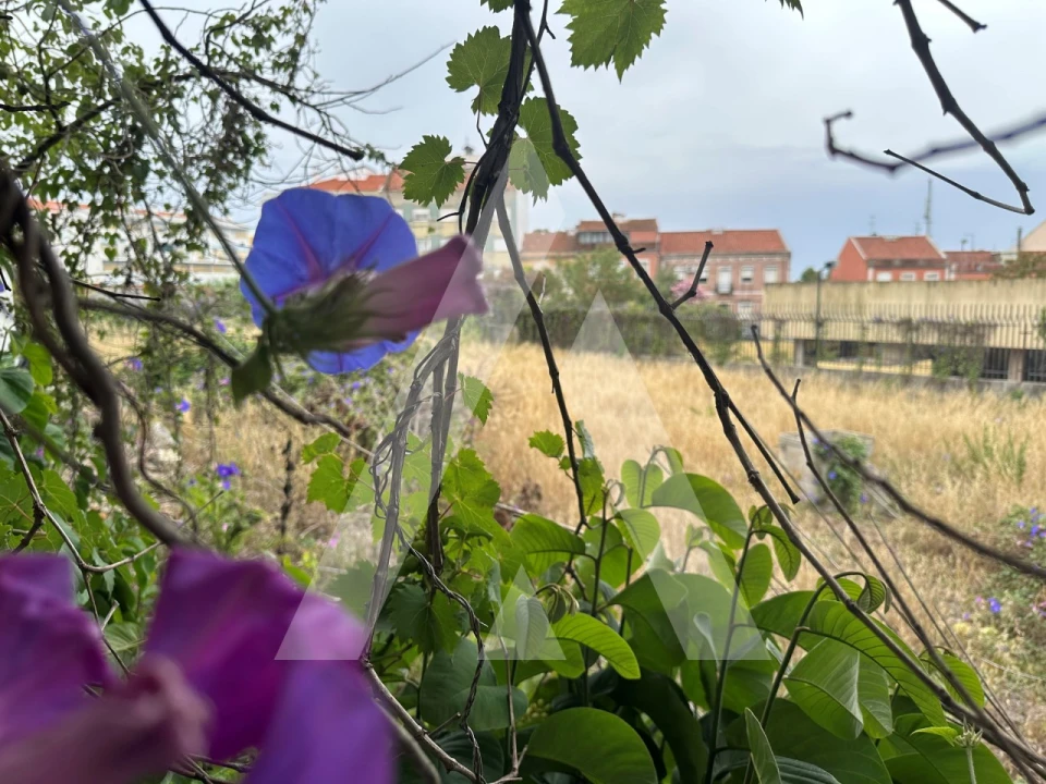 Terreno para Venda em Ajuda Foto 4