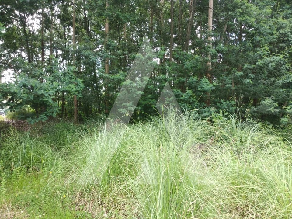 Terreno para Venda em Loureiro Foto 8