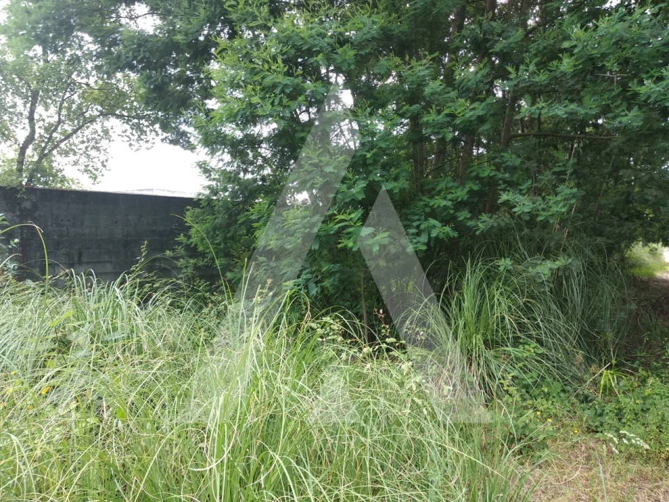 Terreno para Venda em Loureiro Foto 5