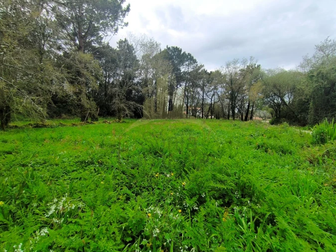 Terreno para Venda em Afife Foto 3
