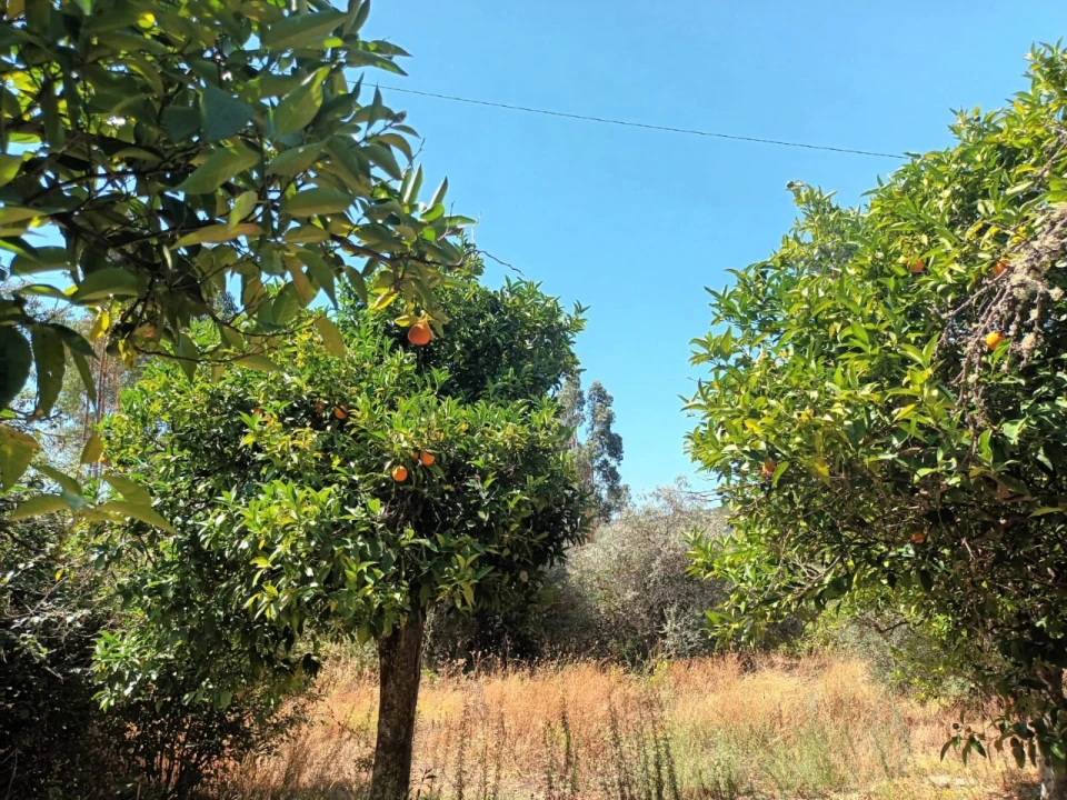 Quinta T4 para Venda em Reguengo e São Julião Foto 20