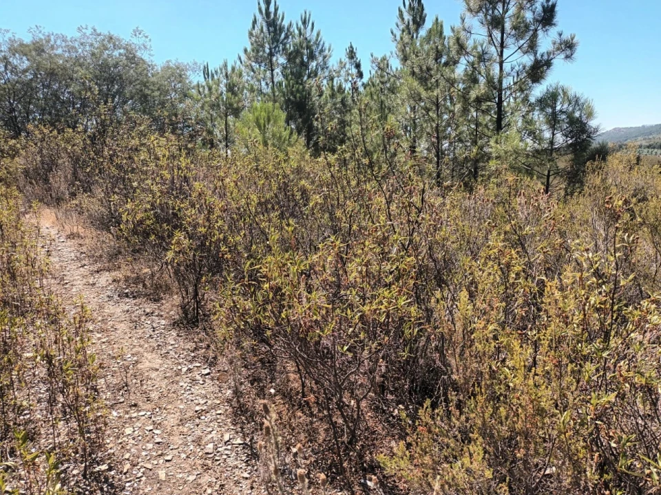 Quinta T4 para Venda em Reguengo e São Julião Foto 29