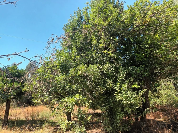 Quinta T4 para Venda em Reguengo e São Julião Foto 21