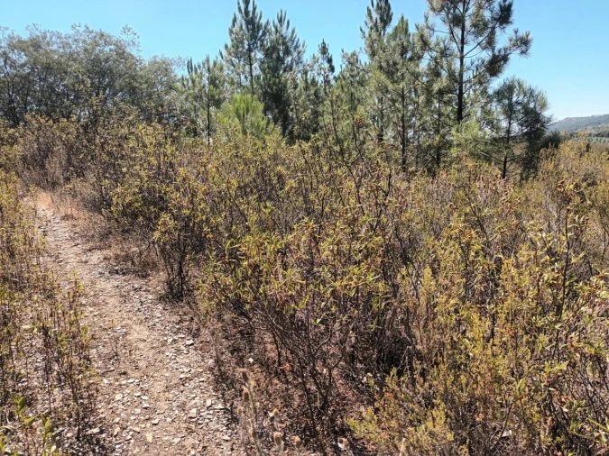 Quinta T4 para Venda em Reguengo e São Julião Foto 29