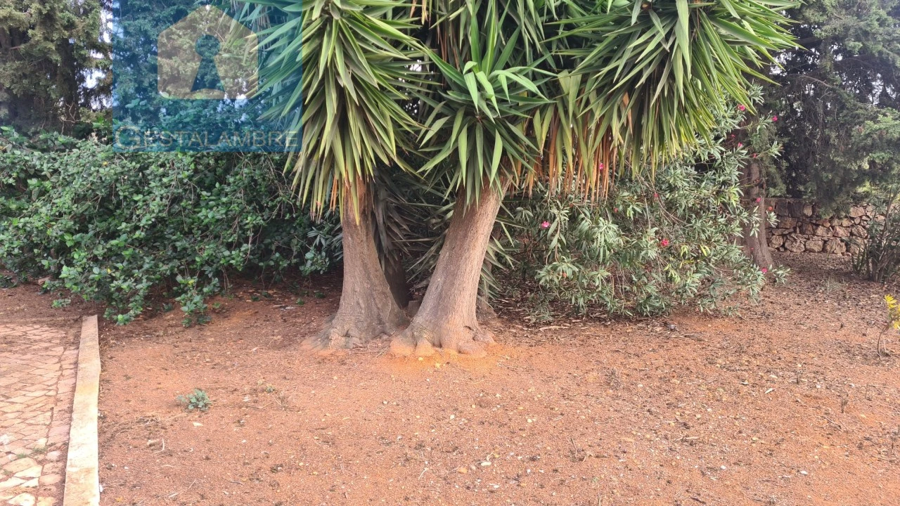 Quinta T5 para Venda em Guia Foto 8