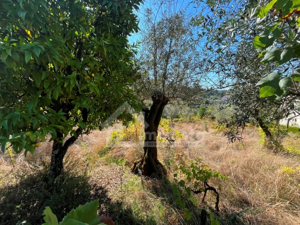 Terreno para Venda em Figueiró dos Vinhos e Bairradas Foto 4