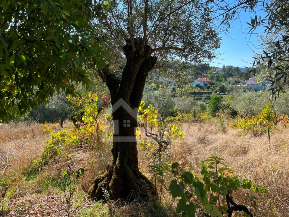 Terreno para Venda em Figueiró dos Vinhos e Bairradas Foto 5