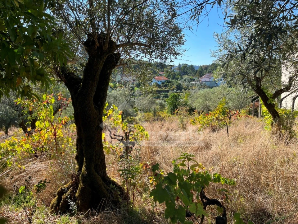 Terreno para Venda em Figueiró dos Vinhos e Bairradas Foto 6