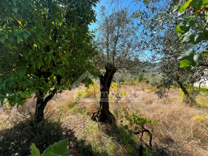 Terreno para Venda em Figueiró dos Vinhos e Bairradas Foto 4