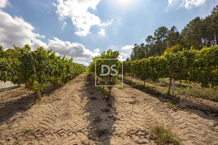 Quinta T2 para Venda em Constance Foto 21