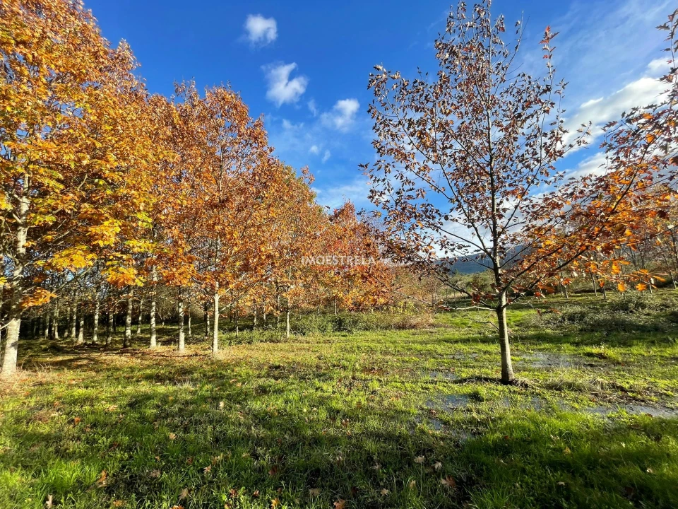 Quinta T0 para Venda em Melo e Nabais Foto 17
