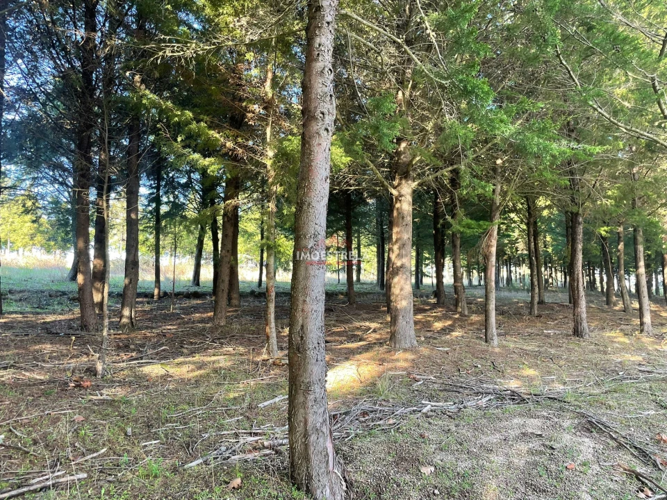 Quinta T0 para Venda em Melo e Nabais Foto 13