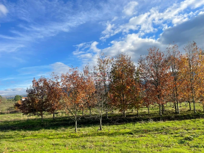 Quinta T0 para Venda em Melo e Nabais Foto 5
