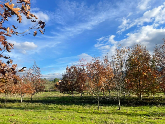 Quinta T0 para Venda em Melo e Nabais Foto 10