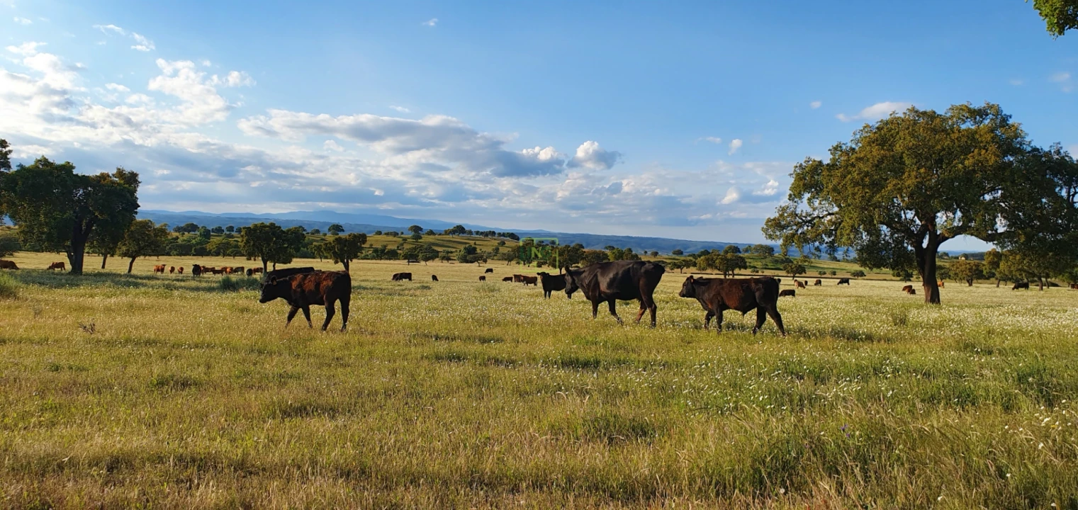 Quinta T7 para Venda em Malpica do Tejo Foto 71