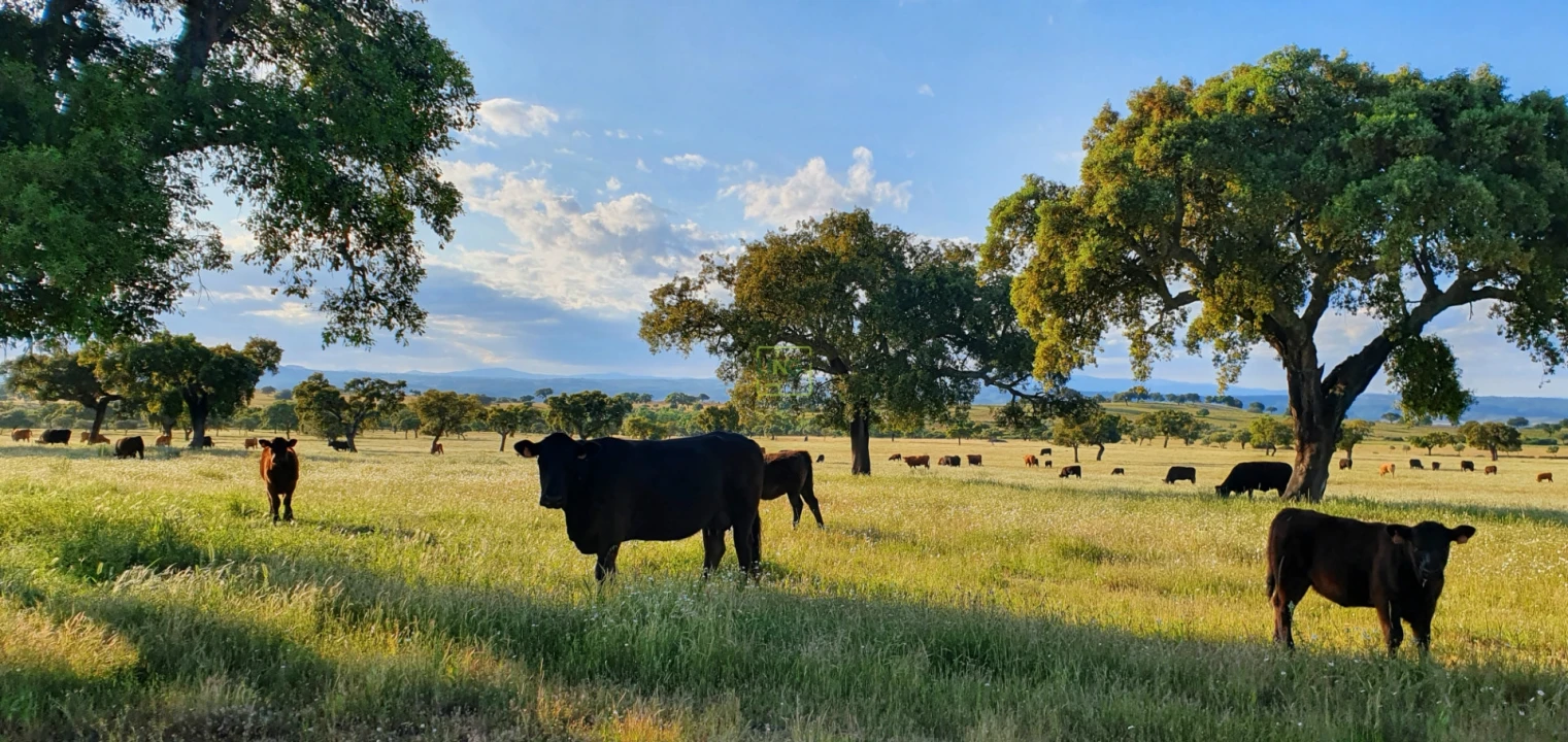 Quinta T7 para Venda em Malpica do Tejo Foto 69