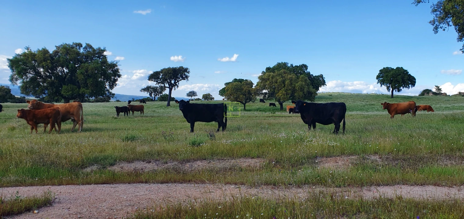 Quinta T7 para Venda em Malpica do Tejo Foto 24