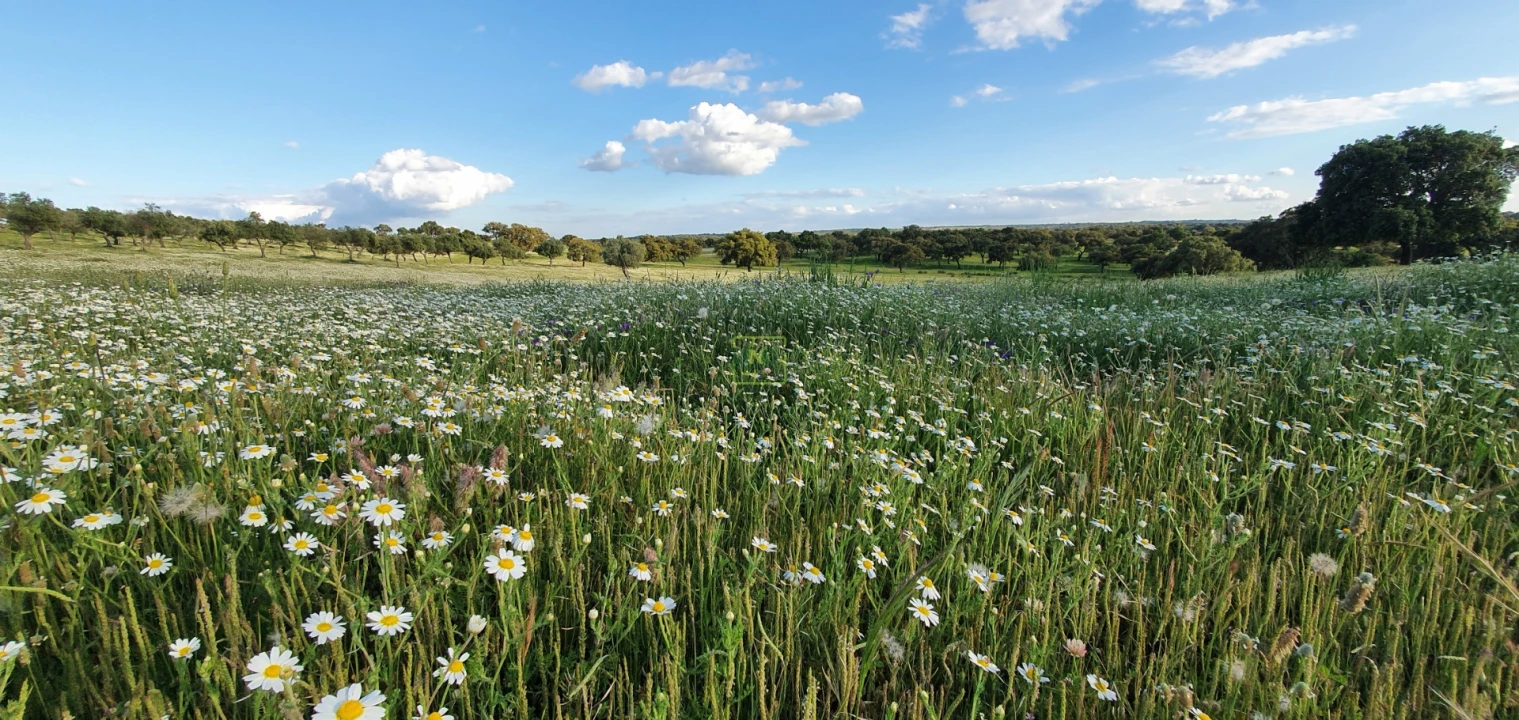 Quinta T7 para Venda em Malpica do Tejo Foto 63