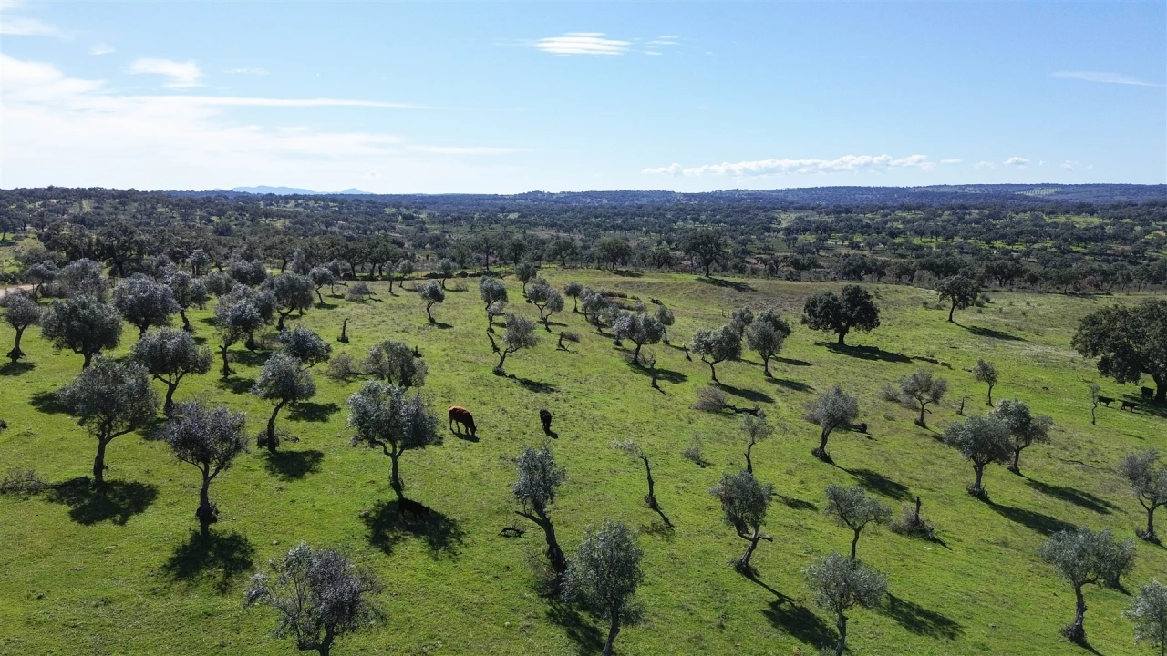 Quinta T7 para Venda em Malpica do Tejo Foto 99