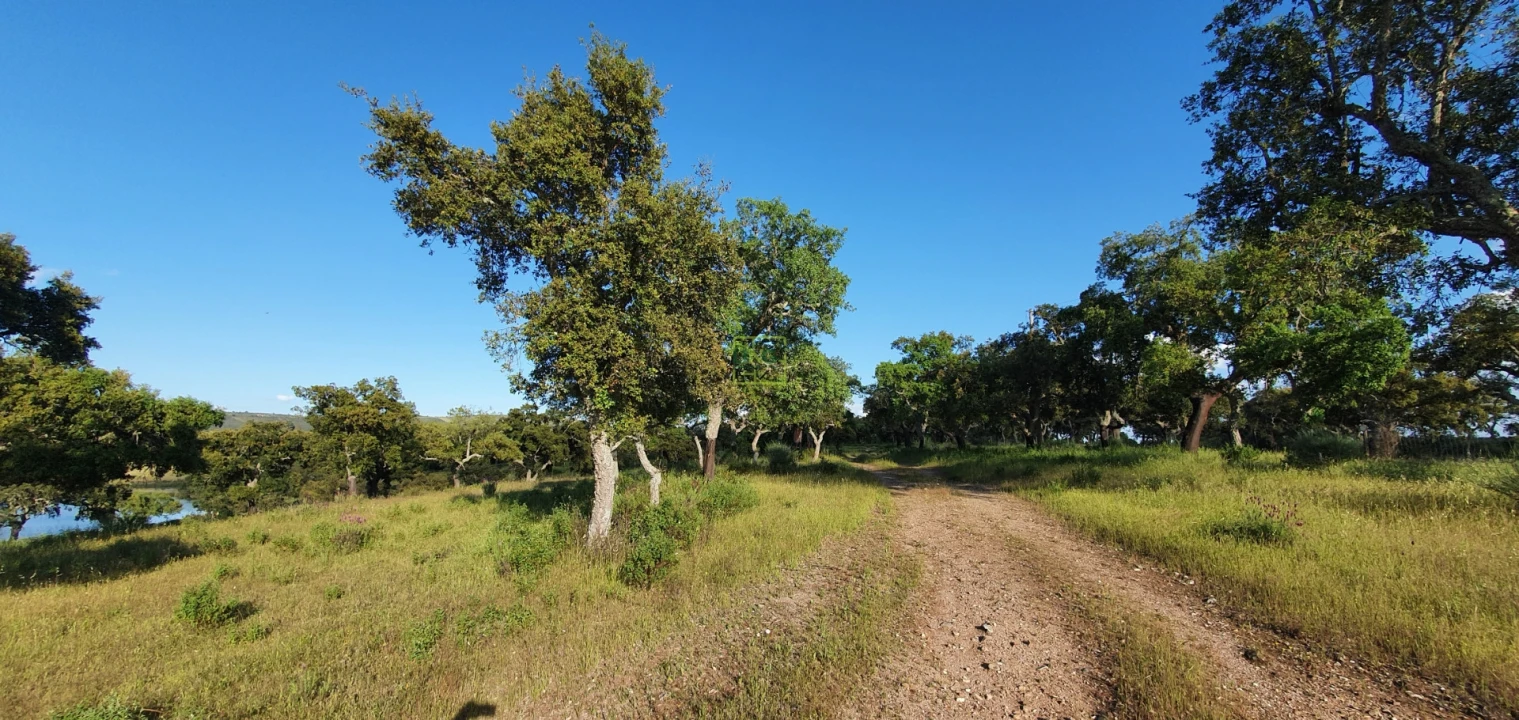 Quinta T7 para Venda em Malpica do Tejo Foto 48