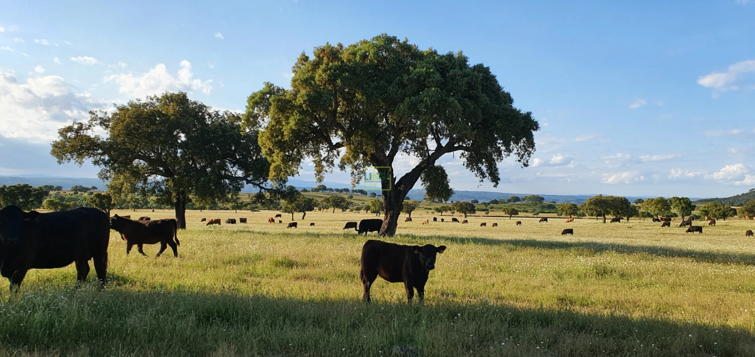 Quinta T7 para Venda em Malpica do Tejo Foto 68