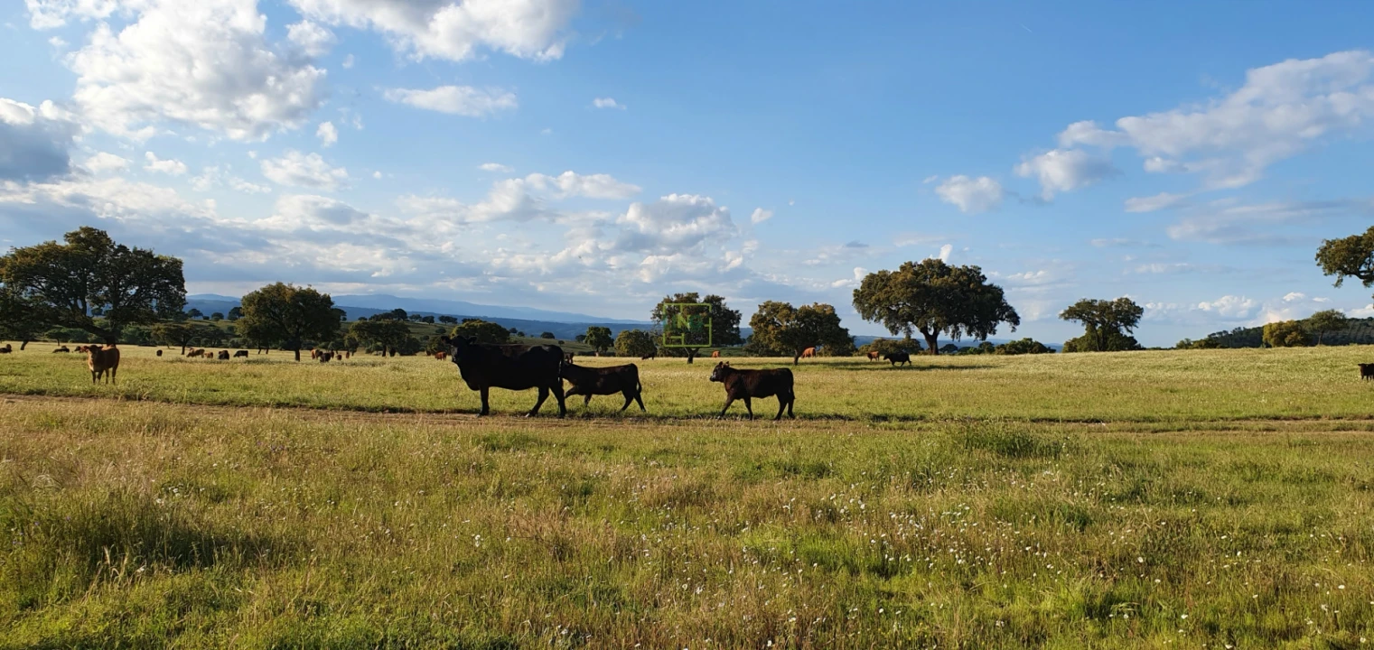 Quinta T7 para Venda em Malpica do Tejo Foto 66