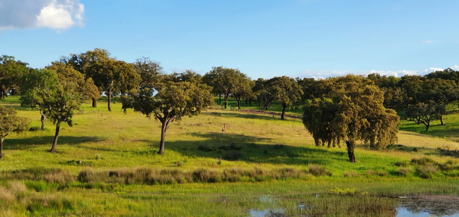 Quinta T7 para Venda em Malpica do Tejo Foto 78