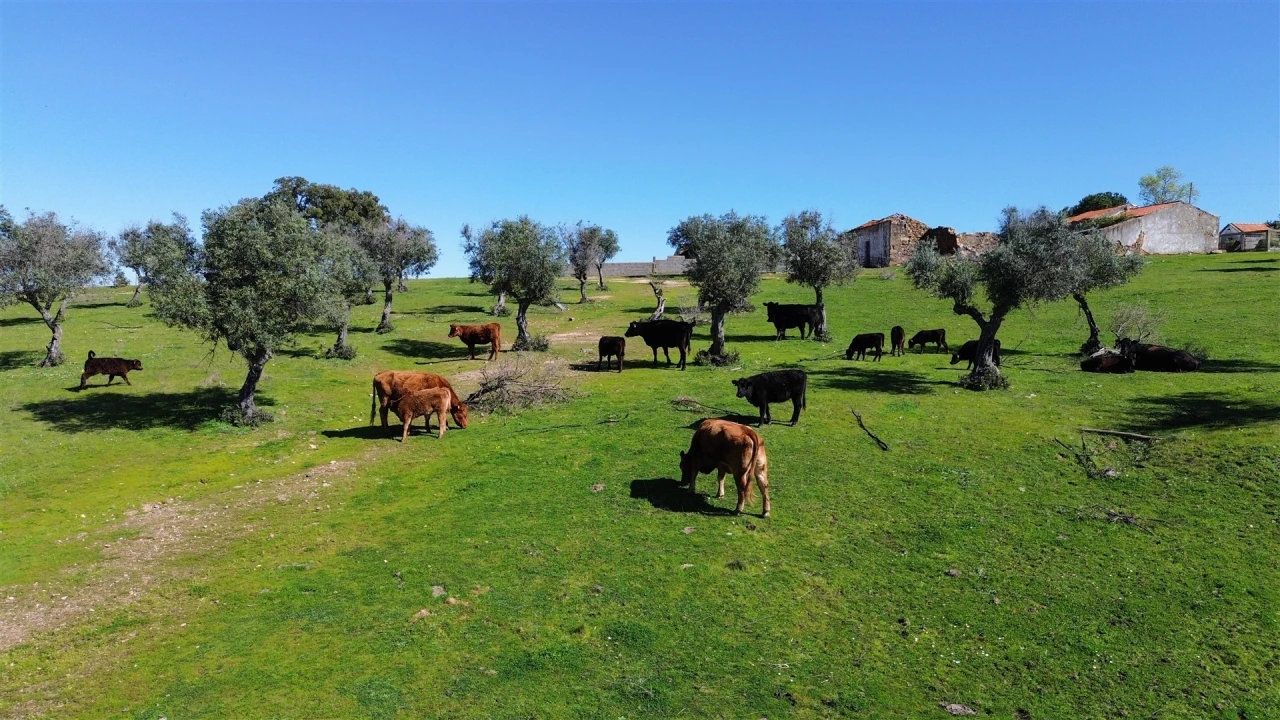 Quinta T7 para Venda em Malpica do Tejo Foto 112