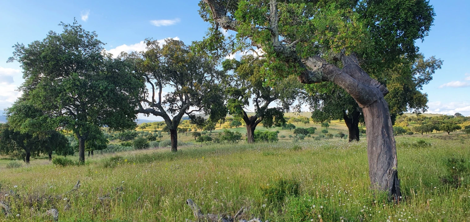 Quinta T7 para Venda em Malpica do Tejo Foto 39