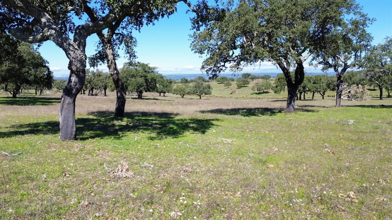 Quinta T7 para Venda em Malpica do Tejo Foto 121