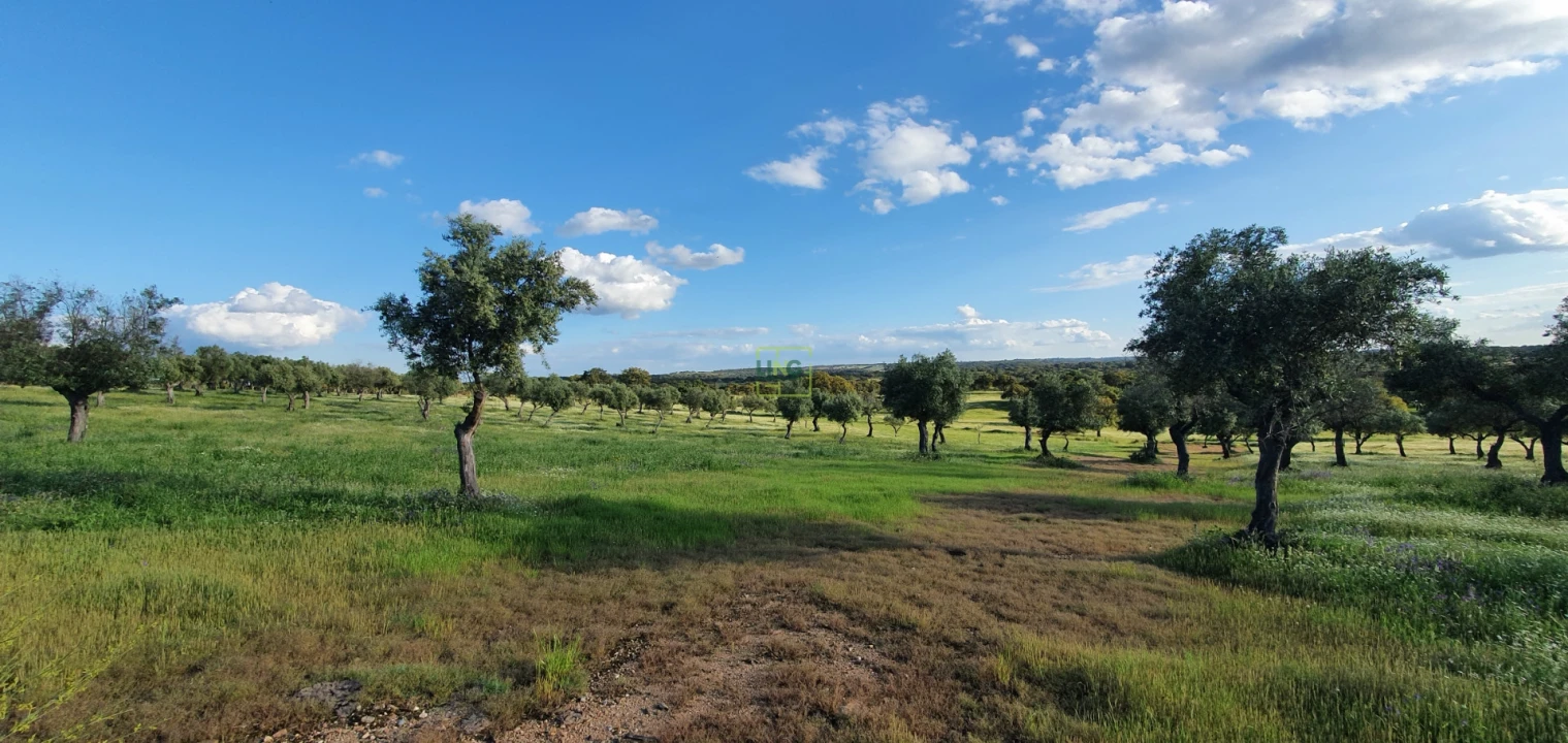 Quinta T7 para Venda em Malpica do Tejo Foto 56