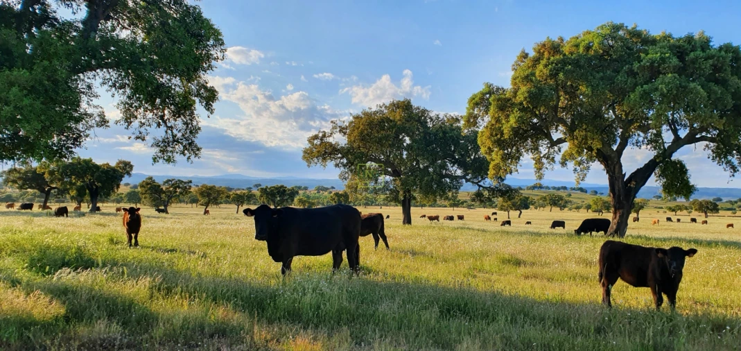 Quinta T7 para Venda em Malpica do Tejo Foto 69