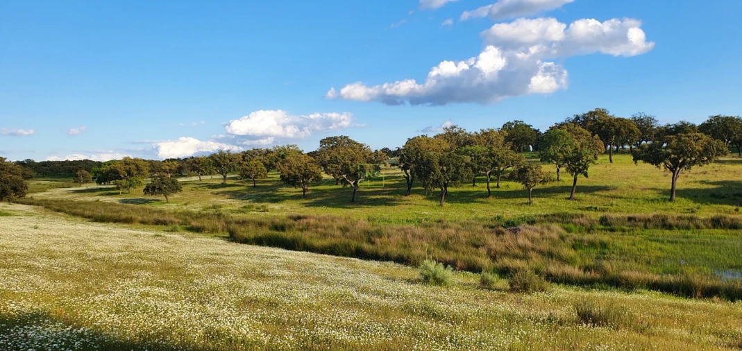 Quinta T7 para Venda em Malpica do Tejo Foto 76