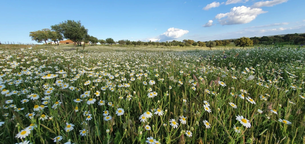 Quinta T7 para Venda em Malpica do Tejo Foto 62
