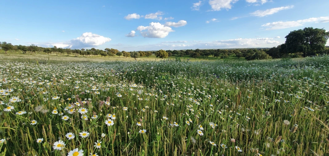 Quinta T7 para Venda em Malpica do Tejo Foto 63
