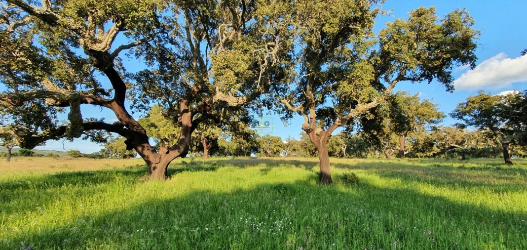 Quinta T7 para Venda em Malpica do Tejo Foto 88