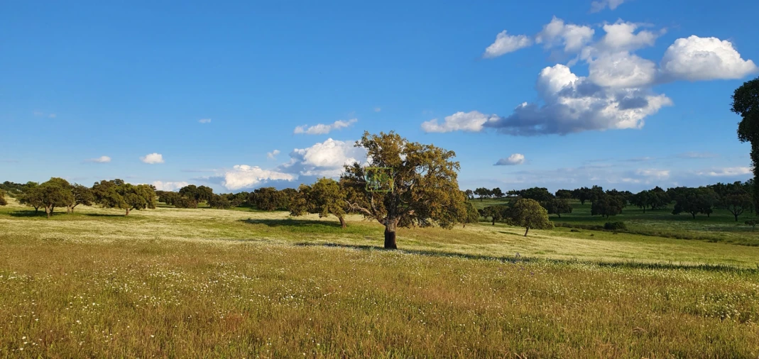 Quinta T7 para Venda em Malpica do Tejo Foto 73
